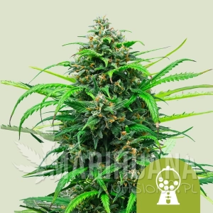 Pink Runtz Auto - ROYAL QUEEN SEEDS