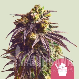 Sundae Driver - ROYAL QUEEN SEEDS
