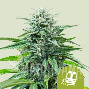 Trainwreck Auto - ROYAL QUEEN SEEDS