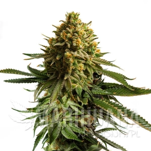 Wedding Cake - ROYAL QUEEN SEEDS