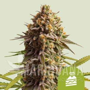 Wedding Cake Auto - ROYAL QUEEN SEEDS