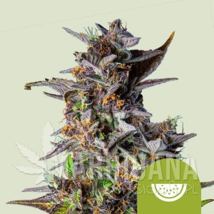 Watermelon Auto - ROYAL QUEEN SEEDS
