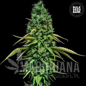 CBD Critical - BULK SEED BANK