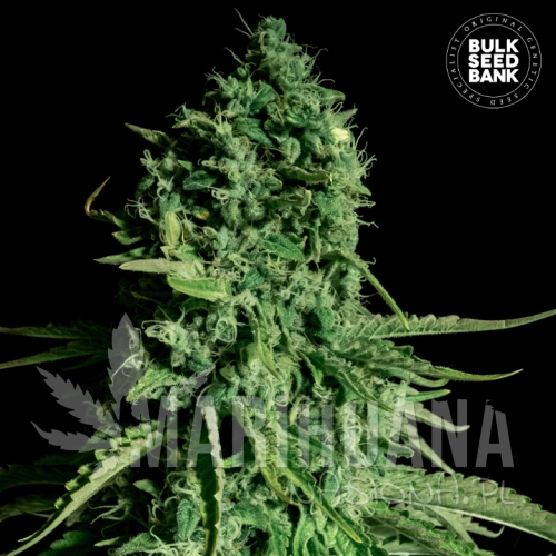 CBD Cheese.png