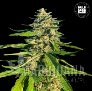 CBG Critical Mass - BULK SEED BANK