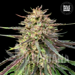 CBD Guerilla Glue Auto - BULK SEED BANK