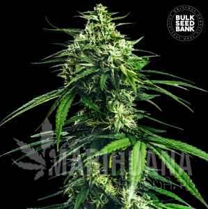 CBD Indica King - BULK SEED BANK