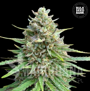 CBD Sativa King - BULK SEED BANK