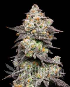 Acai Grapes - COOKIES SEEDS