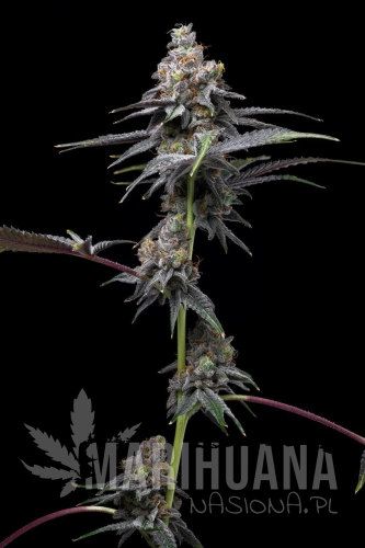 Animal-Cake-x-Hollywood-cookies-seeds16.jpg