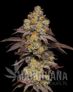 Big Z - COOKIES SEEDS