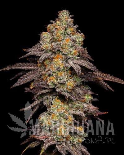 big-z-Zkittlez-x-Runtz-plant.jpg