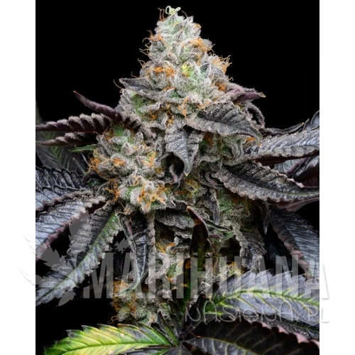 blueberry-bubble-gum.jpg
