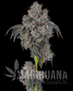 Blueberry Cherries - COOKIES SEEDS