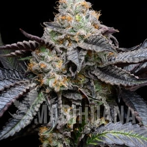 blueberry-bubblegum-London-Pound-Cake-_75-x-Runtz-300x300.jpg