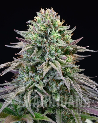 cherry-cooks-Forum-Cut-Cookies-x-Cherry-Pie-x-Purple-Planet.jpg