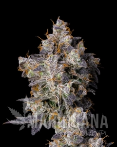 Cherry Zelato - COOKIES SEEDS