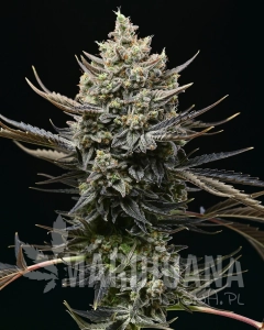 Corn Syrup - COOKIES SEEDS