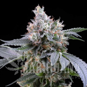 Dirty Diana - COOKIES SEEDS
