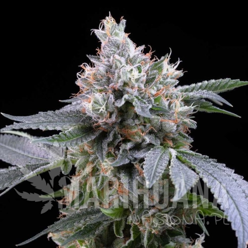 dirty-diana-_cheetah-piss-x-sunset-sherbet_-seeds-cookies.jpg