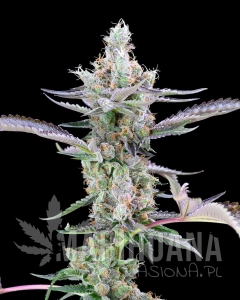 Dirty Money - COOKIES SEEDS