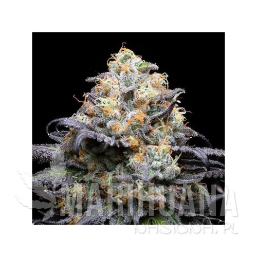 cookies-seeds-bank-double-sherb-cookies-seeds-bank.jpg