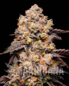 Dried Fruit - COOKIES SEEDS
