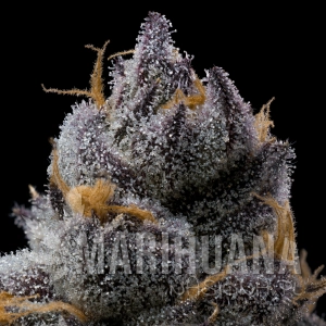 Grape Z x Hollywood - COOKIES SEEDS