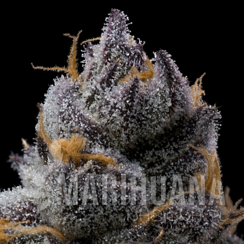 Grape-Z-x-Hollywood-cookies-seeds-web-2.png