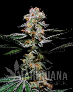 Grapefruitz - COOKIES SEEDS