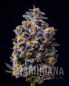 Hollywood - COOKIES SEEDS