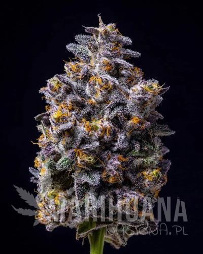 hollywood-strain-hi-res3.jpg