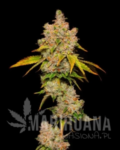 Lemon Cherry Sherb - COOKIES SEEDS