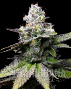 Melted Scoopz - COOKIES SEEDS