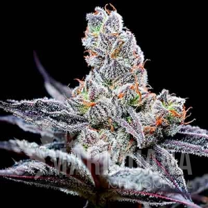 Mind Fuck - COOKIES SEEDS