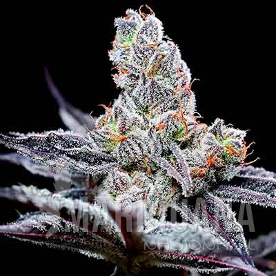 mind-fuck-strain-cookies-seeds-bank-hanfsamen-weed-gras-kaufen.jpg