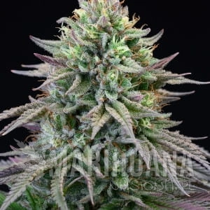 Motor City - COOKIES SEEDS