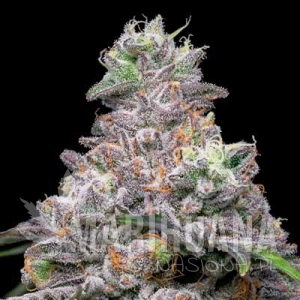 Papaya x Hollywood - COOKIES SEEDS