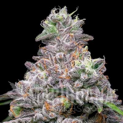 papaya-x-hollywood-strain-cookies-seed-bank-buy-weed.jpg