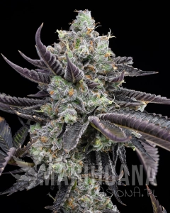 Pie Piss - COOKIES SEEDS