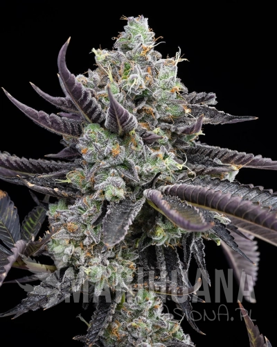Tie-Die-Jealousy-x-Sunset-Sherbet.jpg