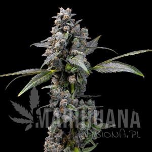 Pink Passion Fruit - COOKIES SEEDS