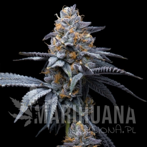 Pink Runtz x Hollywood - COOKIES SEEDS