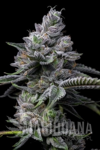 RS11 x Hollywood - COOKIES SEEDS