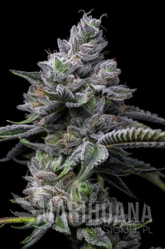 RS11-x-Hollywood-cookies-seeds14.jpg
