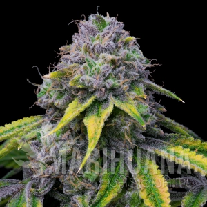 Sour Dubb x Hollywood COOKIES SEEDS