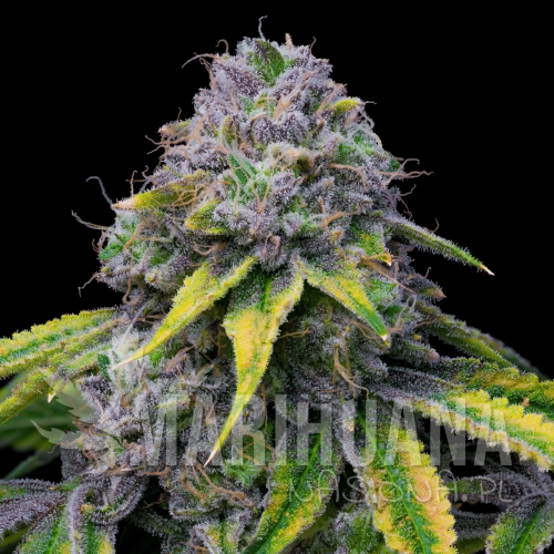 Sour-Dubb-x-Hollywood-cookies-seeds-web-6.webp