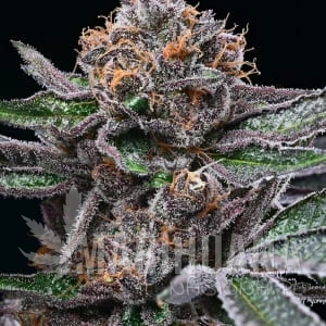 Spilt Paint - COOKIES SEEDS