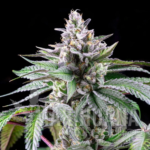 nasiona_marihuany_sunsetz_cookies_seeds.jpg