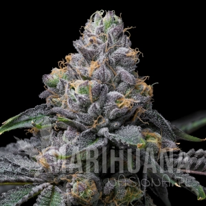 Sunset Sherb x Hollywood - COOKIES SEEDS